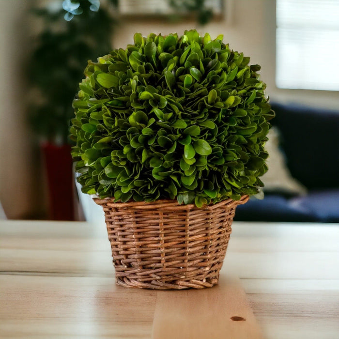 6" Preserved Boxwood Ball in Basket - Bratton's Uniques & Antiques