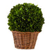 7" Preserved Boxwood Ball in Basket - Bratton's Uniques & Antiques