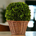 9" Preserved Boxwood Ball in Basket - Bratton's Uniques & Antiques