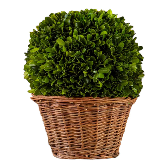 9" Preserved Boxwood Ball in Basket - Bratton's Uniques & Antiques