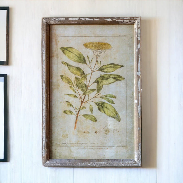 Botanical Print - Bratton's Uniques & Antiques