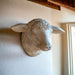 Decorative Weathered Sheep's Head - Bratton's Uniques & Antiques