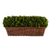 Extra Large Preserved Boxwood Hedge in Basket - Bratton's Uniques & Antiques