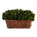 Large Preserved Boxwood Hedge in Basket - Bratton's Uniques & Antiques